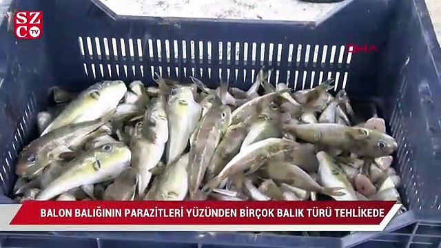 Balon balığının parazitleri yüzünden birçok balık türü tehlikede