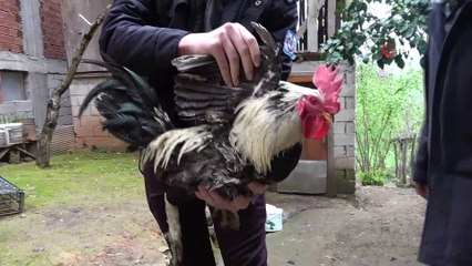 ‘Anne’ diye bağıran horozun sahibi konuştu: ' Biz kesemeyiz kendi ne zaman ölürse artık'