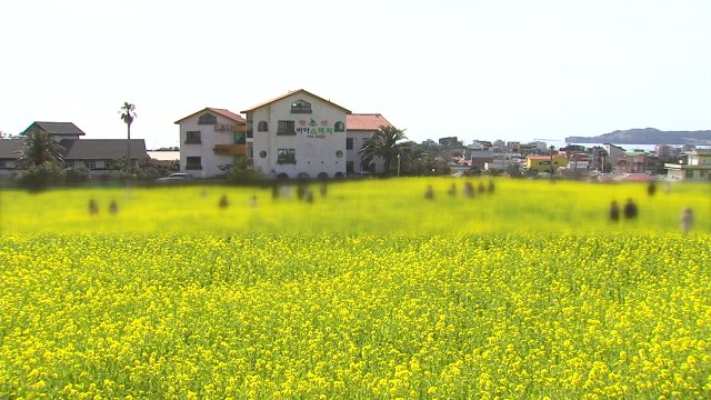 '관광객 몰려오는데'...심상치 않은 제주도 상황 / YTN