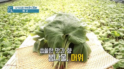 혈관 갉아먹는 혈당! 머위로 잡아라