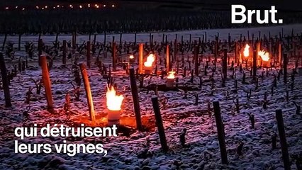 Gel : "Ces semaines-là, elles sont vraiment cruciales pour nous viticulteurs, pour notre métier"