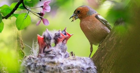 Bretagne : deux îles vont être interdites au public cet été pour protéger les oiseaux