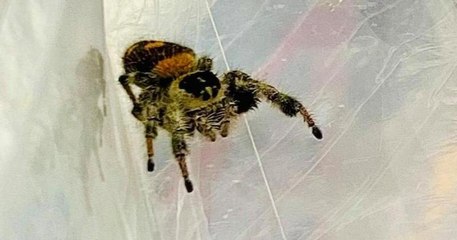 Douai : un homme découvre une araignée exotique dans un ananas acheté en grande surface