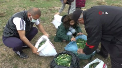Muş’ta baharın müjdecisi “Çiriş” otu geçim kaynağı oldu