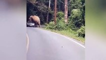 Wild Elephant CRUSHES Passing Car on Mountain Road