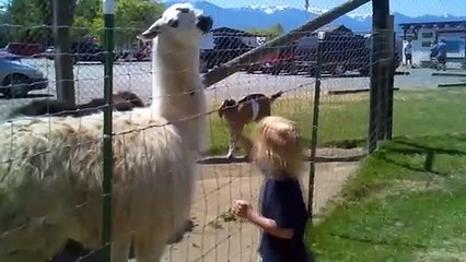 TRY NOT TO LAUGH - Funny Baby With Animal #2 _ Belly Baby Video Compilation 2020