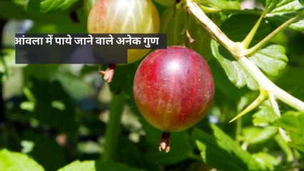 Amla Candy Recipe in Hindi | BetterButter.in