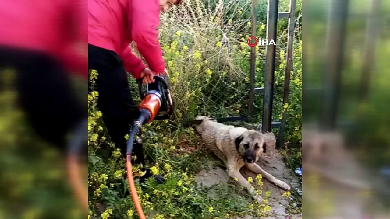 Demir korkuluk ile duvar arasına sıkışan köpek kurtarıldı