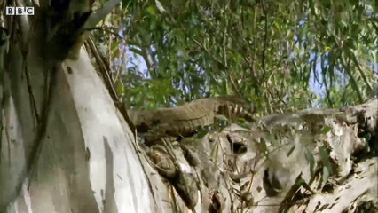 Anne sıçanın, kertenkeleyle düellosu nefes kesti