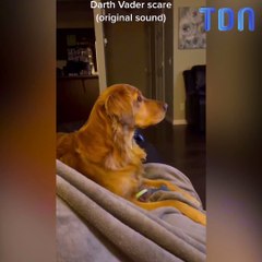 Dark Vador terrifie ce pauvre chien