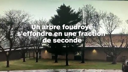 Un arbre foudroyé dans une école s'effondre en une fraction de seconde