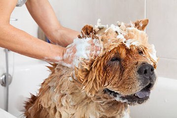 À quelle fréquence devez vous laver votre chien ?