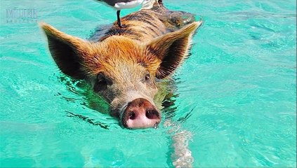 Vida animal | Conociendo a los cerdos - Nex Panamá