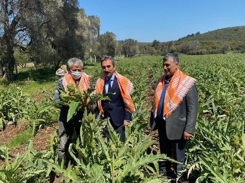 ULUSLARARASI URLA ENGİNAR FESTİVALİ, ONLİNE BAŞLADI
