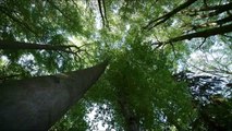 The Hidden Life of Trees - Official Trailer