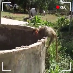 A monkey is trying to save his friends