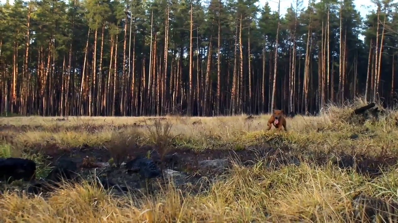 Dumas Beach - India's Most Haunted Place | सबसे भूतिया जगह |