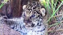 Three jaguars returned to the wild in Argentina