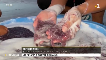 Une fois par an, la pêche aux inaa fait le bonheur des habitants de Takaroa