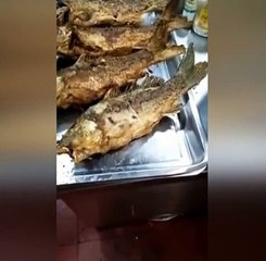 Çok şaşıracaksınız! Kızarmış balık canlandı!