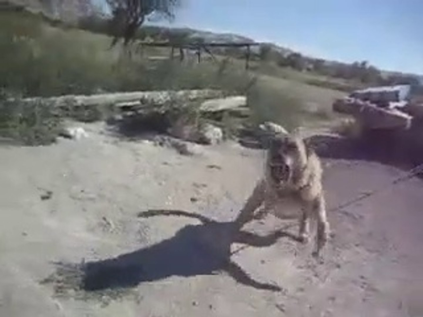 ⁣BU COBAN KOPEGiNE YAKLASTA GORELiM - VERY VERY ANGRY SHEPHERD DOG