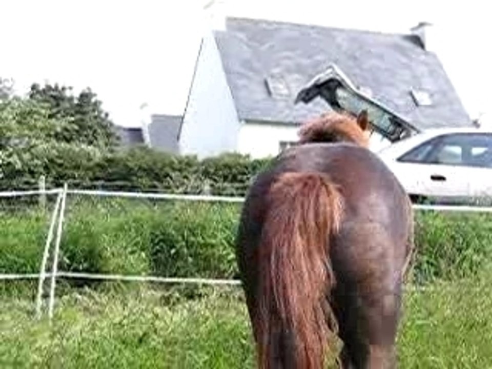 Vodka dans son champs