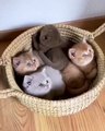 cats Sweet basket