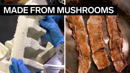 A biotech company is making vegan bacon, leather, and a Styrofoam-like packaging out of lab-grown mushrooms