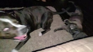 BIG pitbull drops to floor to play, to be as tall as little frenchie