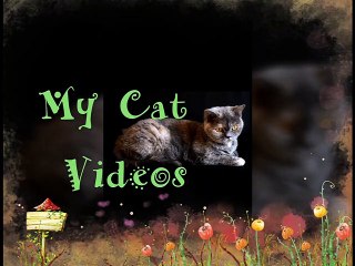 Job in front of pet cam 7 20 2020 l Pets and Animals l Special effects