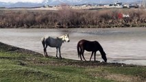 Kars Çay'ında sürüklenen yavrusunu kurtarmak için akıntıya siper oldu