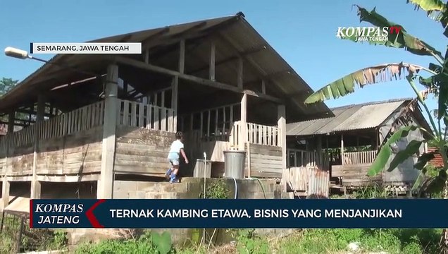 Ternak Kambing Etawa, Bisnis Yang Menjanjikan