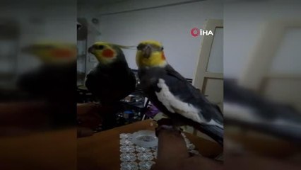 Her sabah papağan Bitik'in söylediği "Ölürüm Türkiye'm" parçasıyla kalkıyorlar
