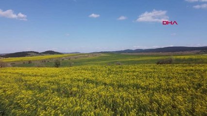 Son dakika: TRAKYA'DA KANOLA, TARLALARI SARIYA BOYADI