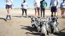 Devuelven al mar a 12 doce pingüinos de Magallanes
