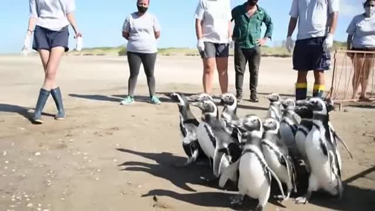 Devuelven al mar a 12 doce pingüinos de Magallanes