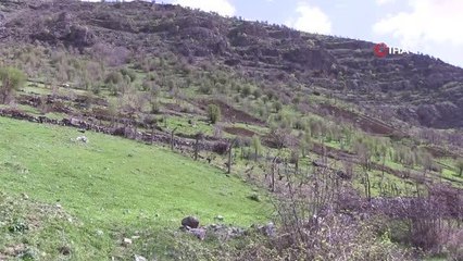 Bahar ile birlikte üzüm bağları seferberliği başladı