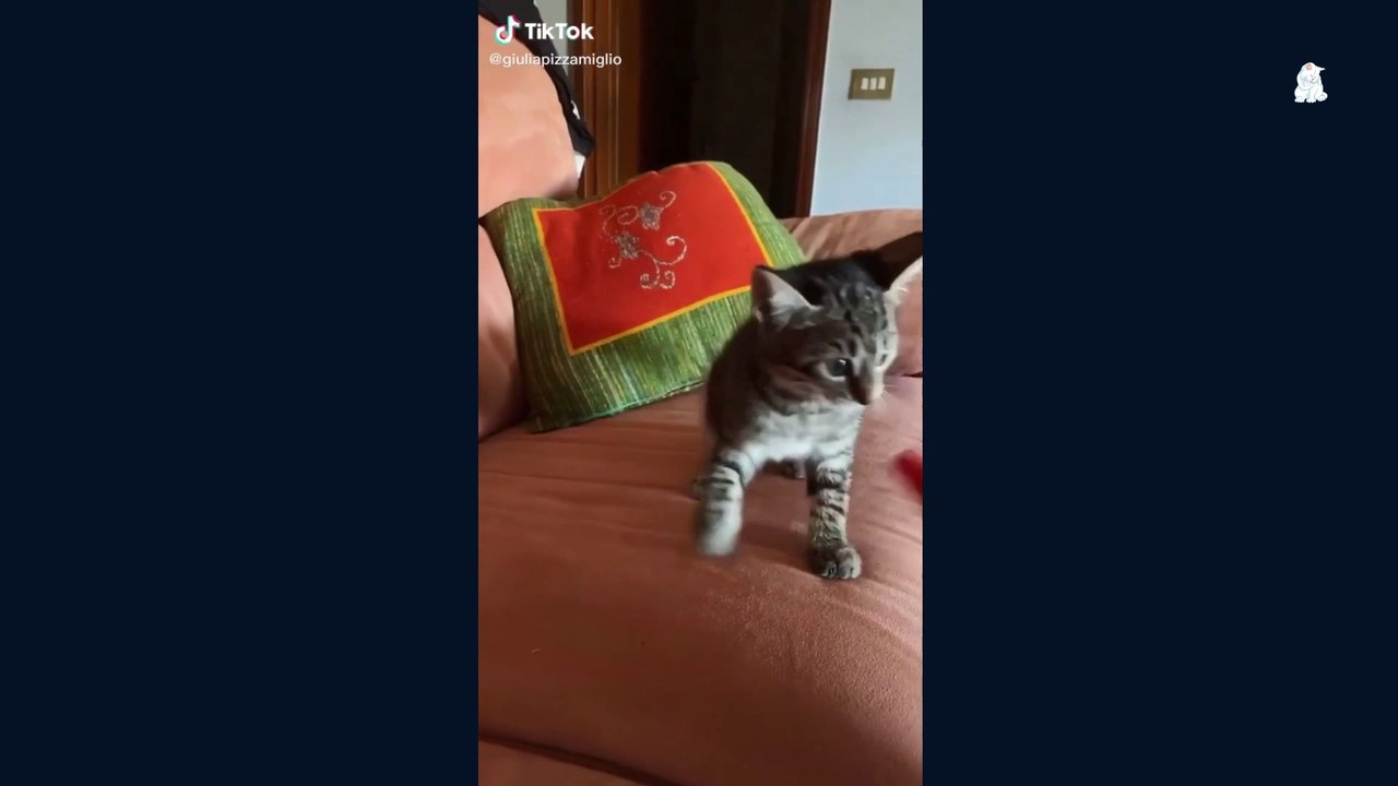 Cute meoing Cats Video