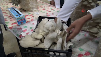 Öğrenciler ürettikleri istiridye mantarların hasadına başladı