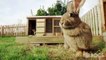 Reportage sur le "plus grand lapin du monde" répertorié par le livre Guinness des records - VIDEO