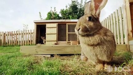 Reportage sur le "plus grand lapin du monde" répertorié par le livre Guinness des records - VIDEO