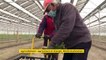 Dans les Bouches-du-Rhône, une centrale solaire photovoltaïque protège une culture d'asperges du froid