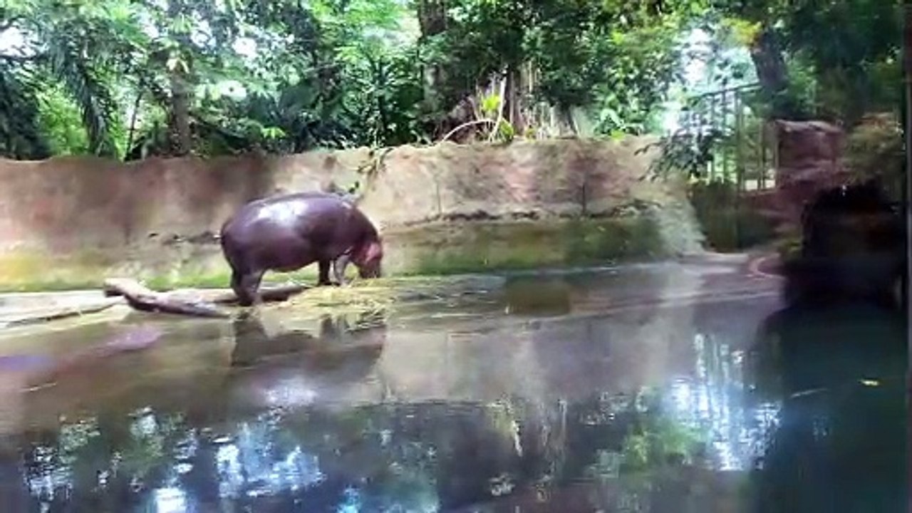 জলহস্থি অস্থির ভিডিও