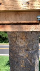 Owl Box Filled With Baby Owls