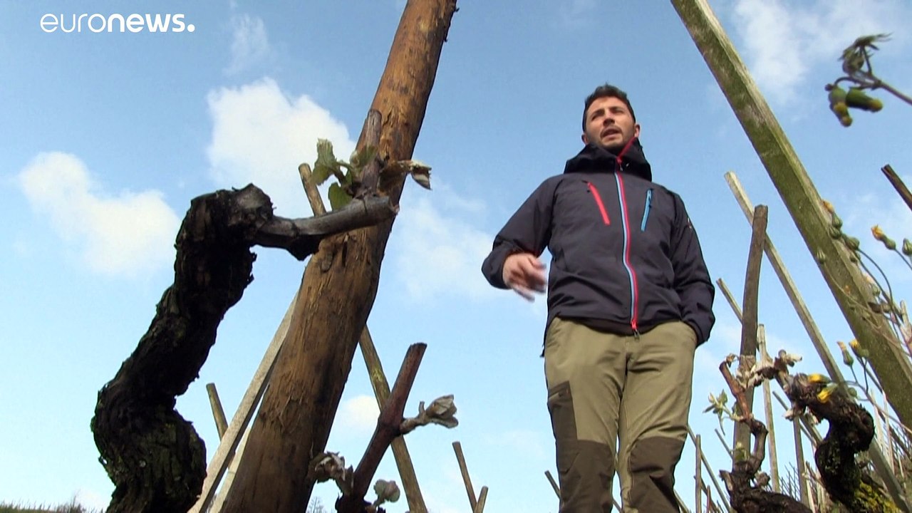 Le gel sur la France anéantit les espoirs des vignerons producteurs de Côte-rôtie