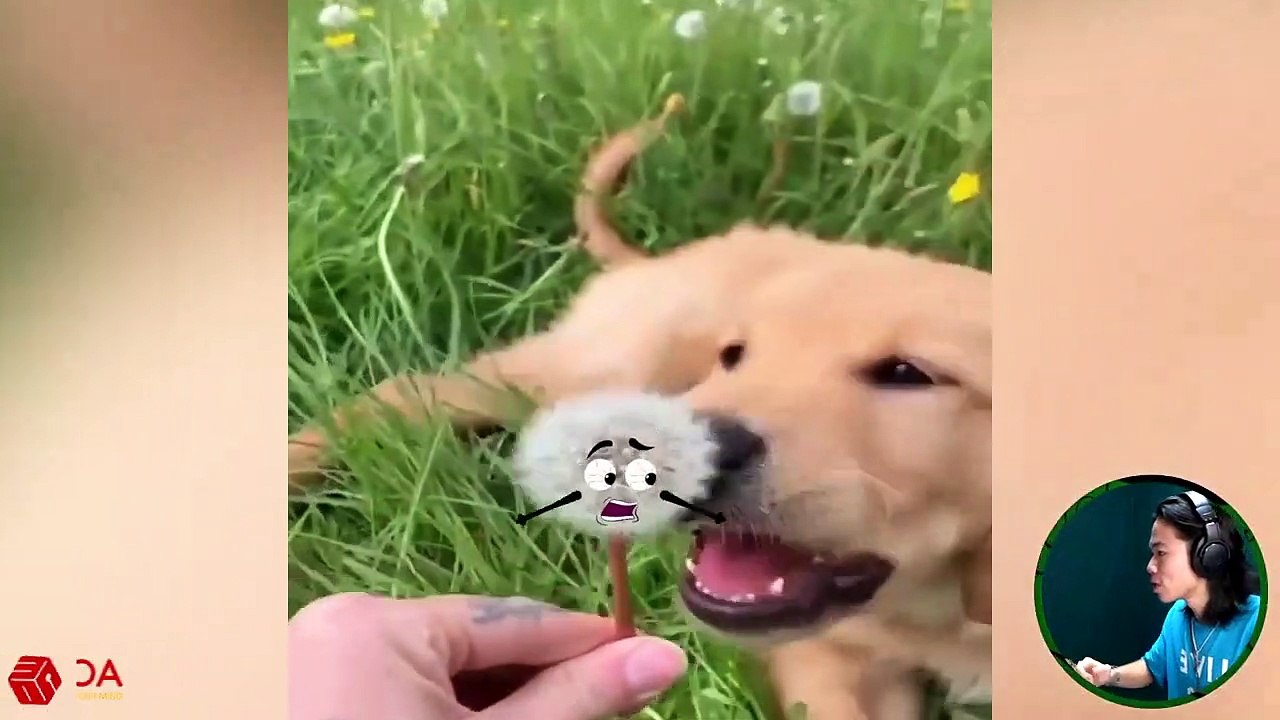 Hey Kittens! Do Not Run _ Funny Videos 2021