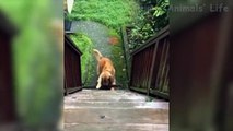  Funniest Cats And  Dogs From Tik Tok - Try Not To Laugh - Funny Pet Animals 