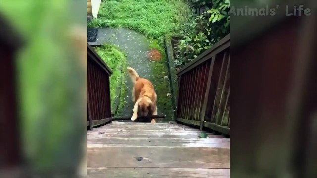Funniest Cats And Dogs From Tik Tok - Try Not To Laugh - Funny Pet Animals