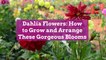 Dahlia Flowers: How to Grow and Arrange These Gorgeous Blooms
