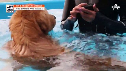 추운 날씨에 반려견들과 수영장을..? 구독자를 사로잡는 콘텐츠의 비밀!